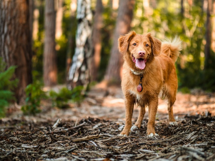 Lenke til artikkel: Høring av forslag til endret ordlyd i forskrift om sikring av hund ved båndtvang m.m. i Farsund kommune
