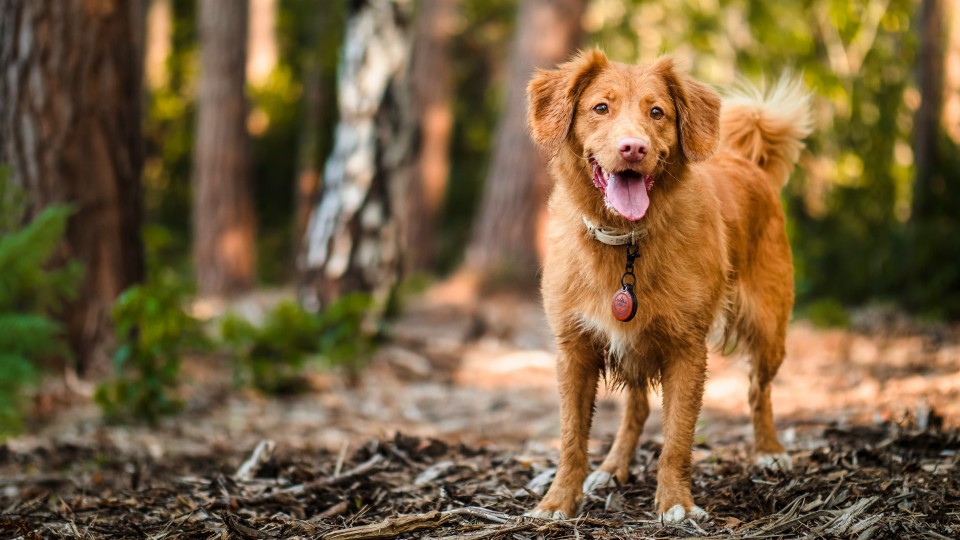 Lenke til artikkel: Høring av forslag til endret ordlyd i forskrift om sikring av hund ved båndtvang m.m. i Farsund kommune