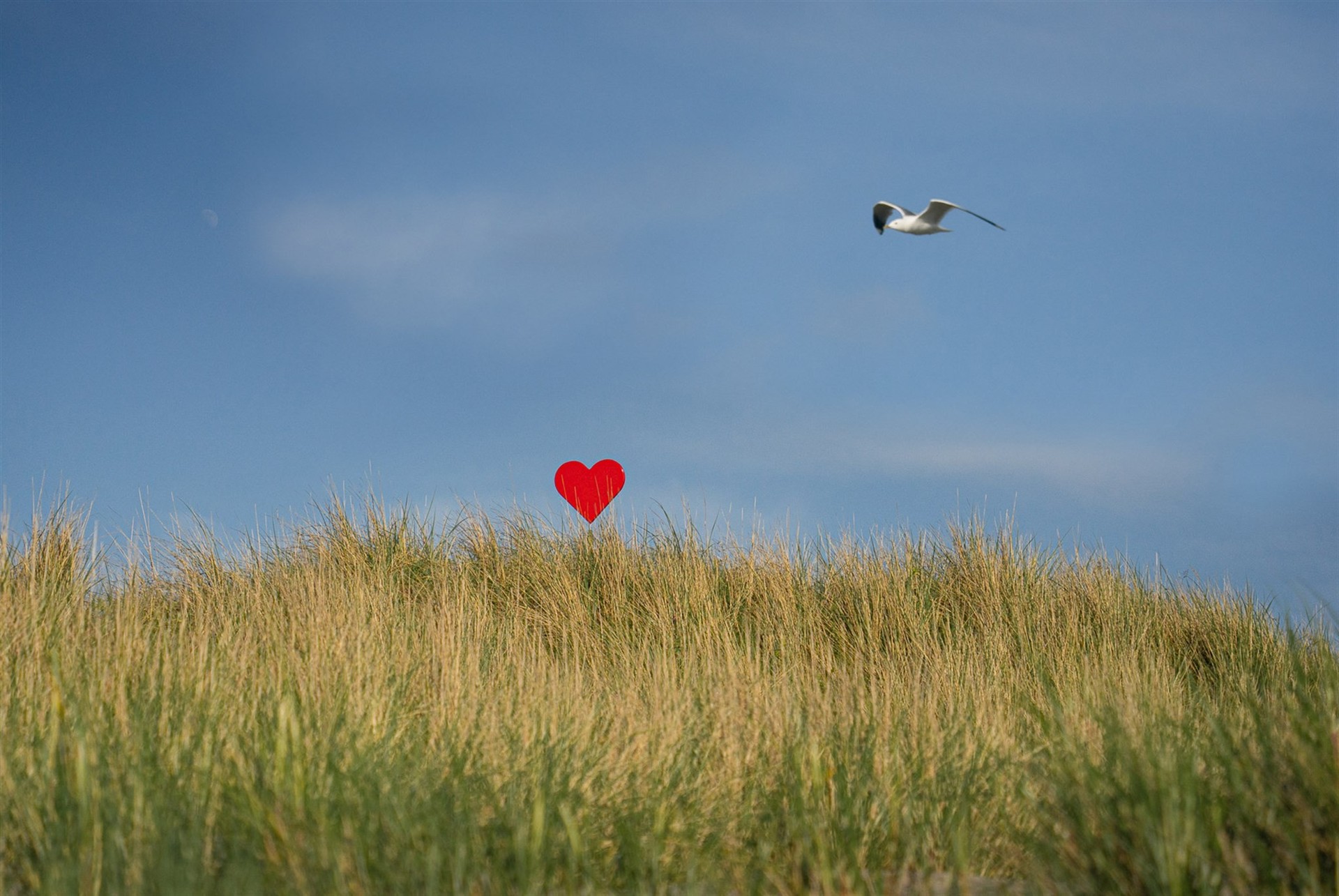 Et rødt hjerte står i gresskledde sanddyner. Over hjertet flyr en måke mot en klar blå himmel. Bildet har et rolig kystpreg med fokus på natur og omsorg.