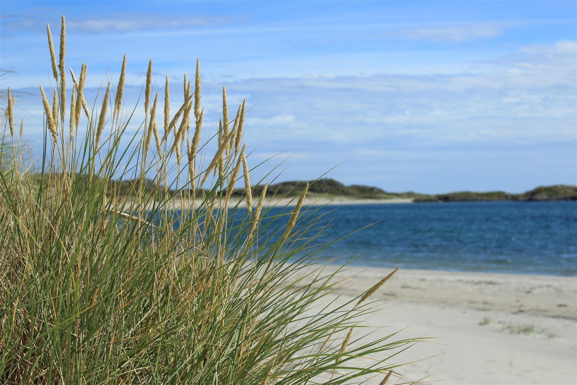 Siv i forkant med en sandstrand og hav